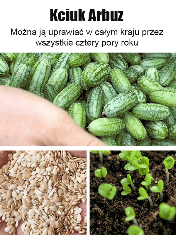 Egyszerűen termeszthető: mexikói uborka