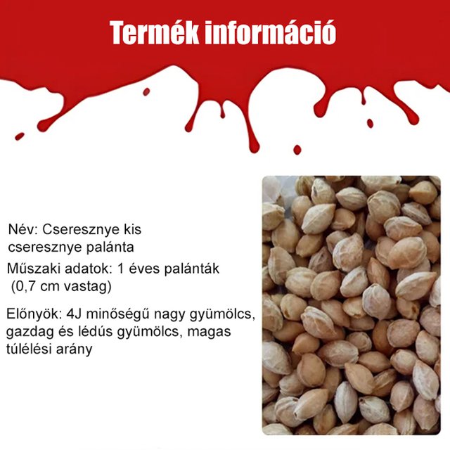 Teljes mértékben importált chilei cseresznye magvak