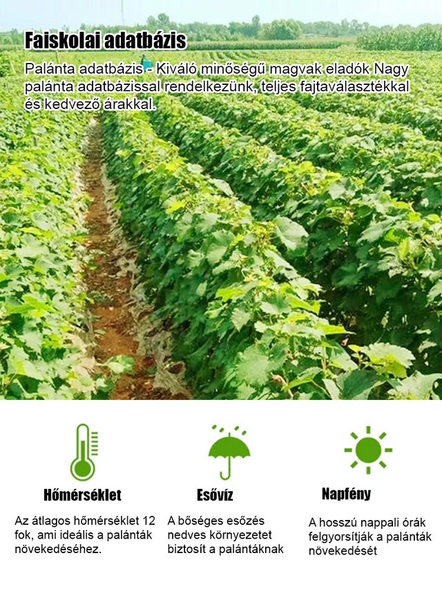 Sweet Sapphire szőlő magok