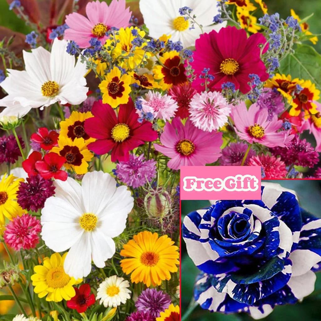 🔥Az akció utolsó napja💐Vegyes évelő virágmagok - több mint 60 vegyes fajta