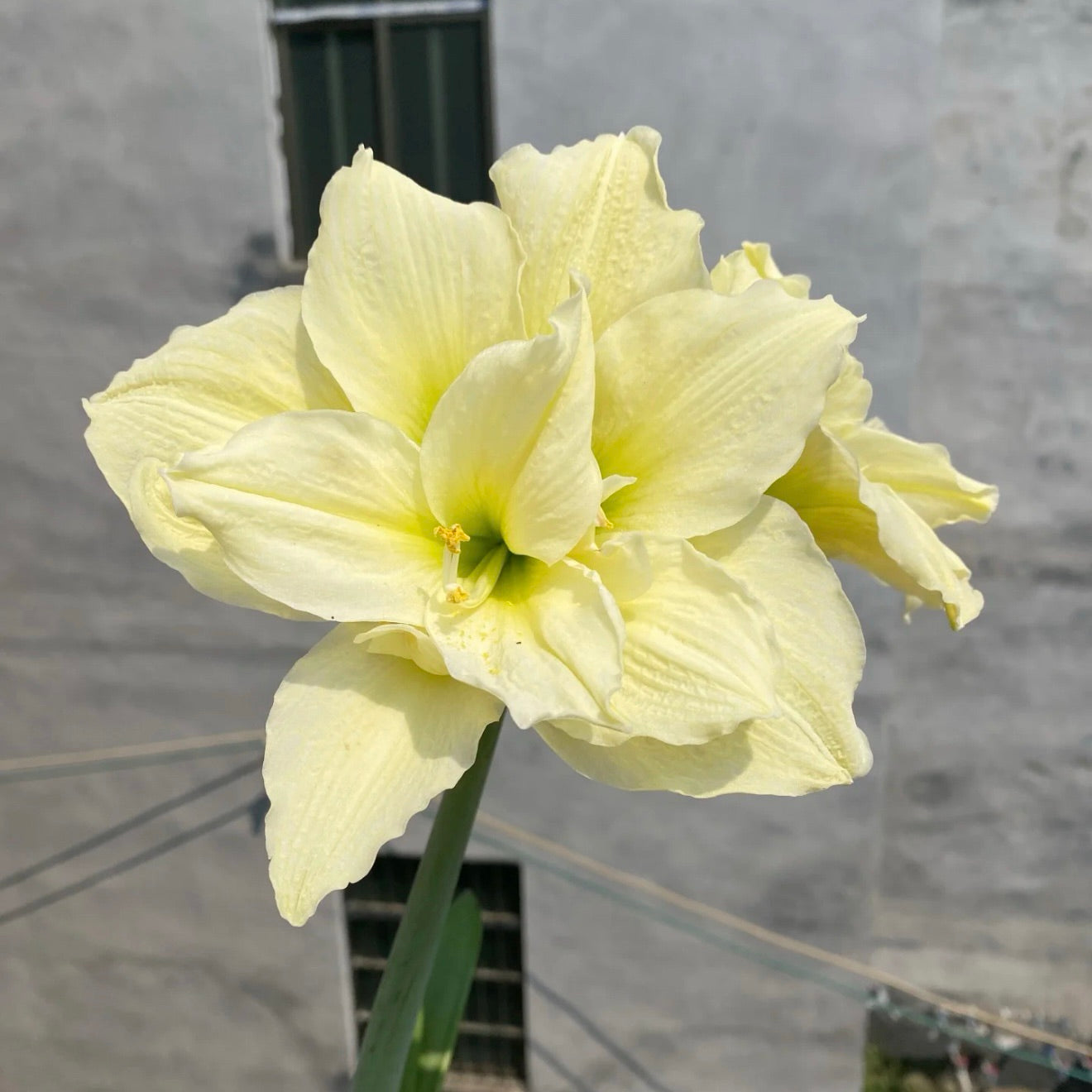 Dupla virágú amarillisz hagymák🌼