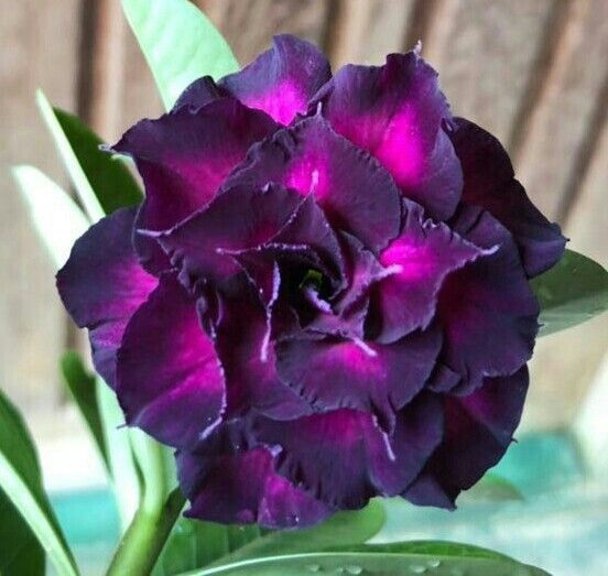 🔥Neveld a Sivatagi Királynőt – most akciós áron!🎁 😍Imád virágozni, hosszú virágzási időszak 🌵 Sivatagi rózsa