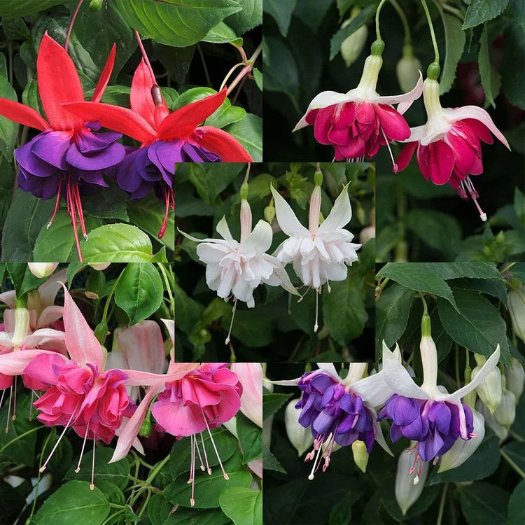 🌺Fukszia magok - Lámpásvirág