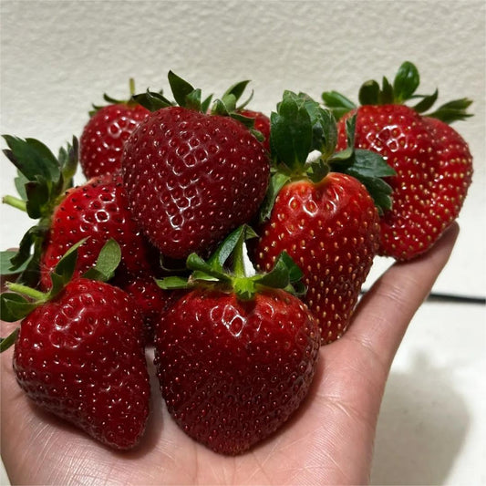 🔥⏰Utolsó napi akció🌱FEKETE GYÖNGY EPERMAGOK