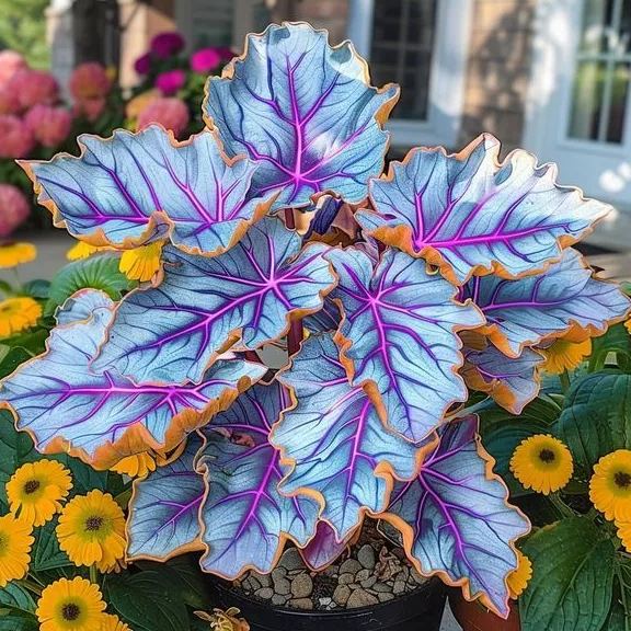 🌿 Színes hosta magok – az árnyék királya a kertben! 🌿