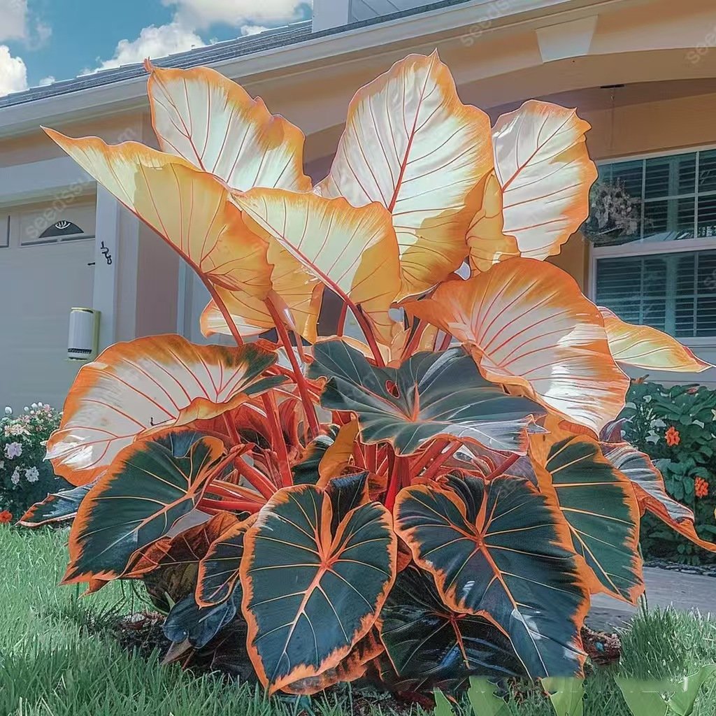 🌿 Ritka Hosta hagymák🎁 Különleges ajánlat 2025