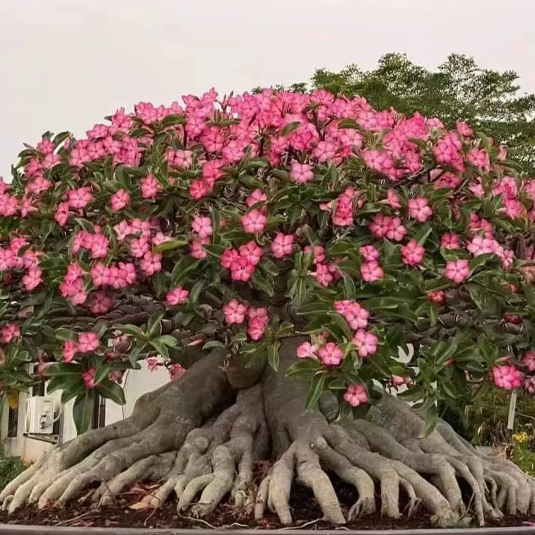 🔥Neveld a Sivatagi Királynőt – most akciós áron!🎁 😍Imád virágozni, hosszú virágzási időszak 🌵 Sivatagi rózsa