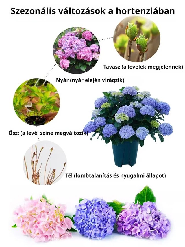 Hortenzia magok négy évszakban virágoznak.