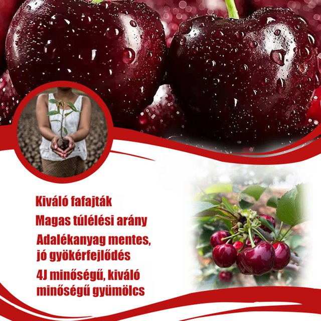 Teljes mértékben importált chilei cseresznye magvak