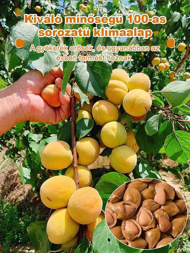 Termő királysárgabarack magvak