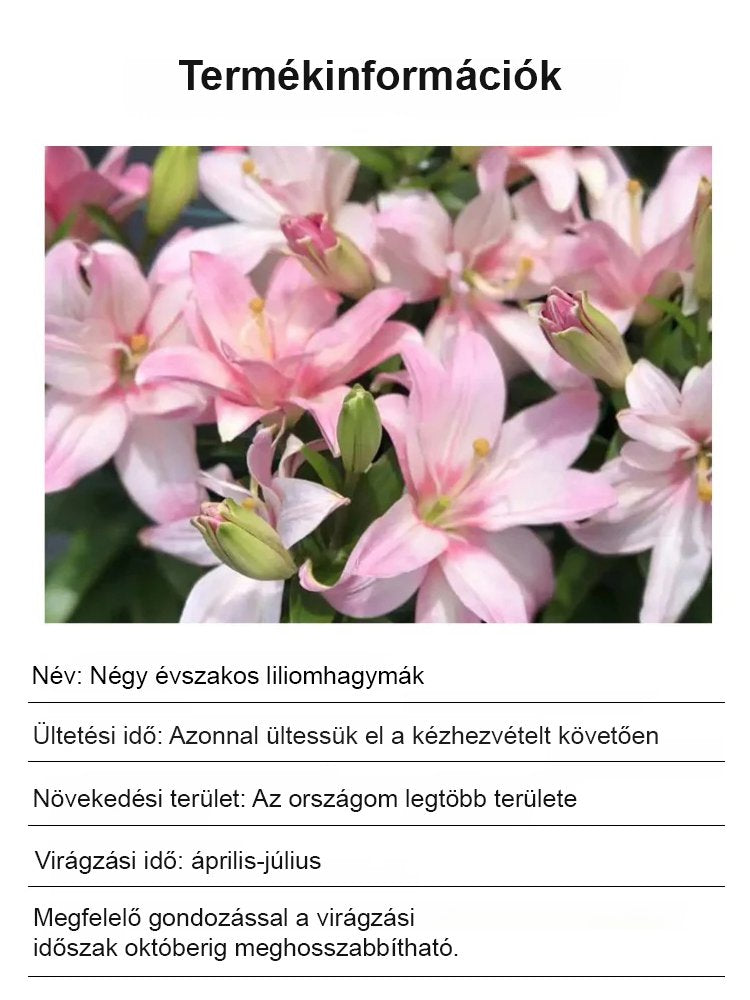 Négy évszak liliom hagymák