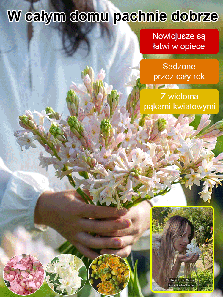 【Illatosabb, mint a parfüm】A tubarózsa virágai több ezer kilométeren át illatoznak, minden évben virágzik.