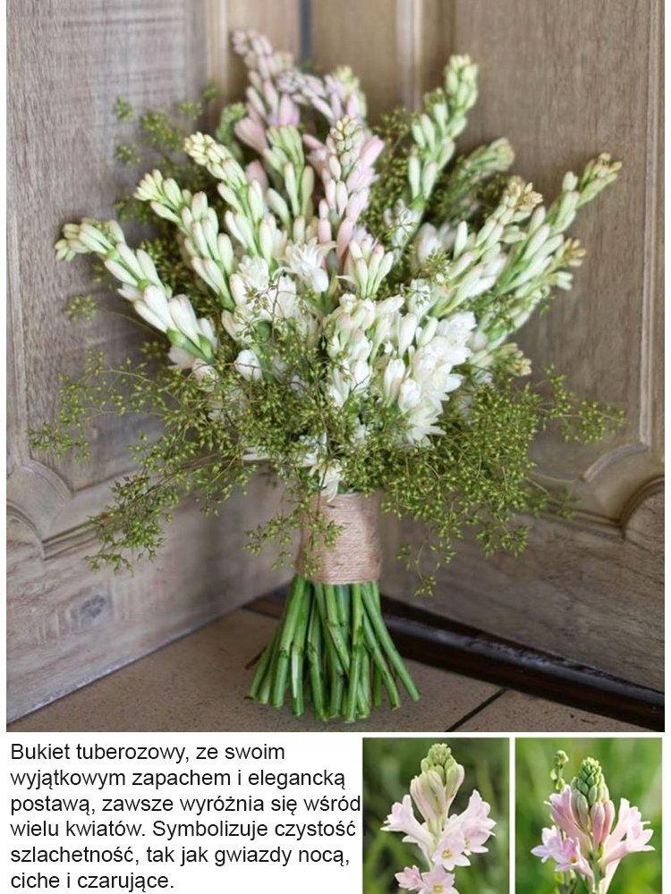 【Illatosabb, mint a parfüm】A tubarózsa virágai több ezer kilométeren át illatoznak, minden évben virágzik.