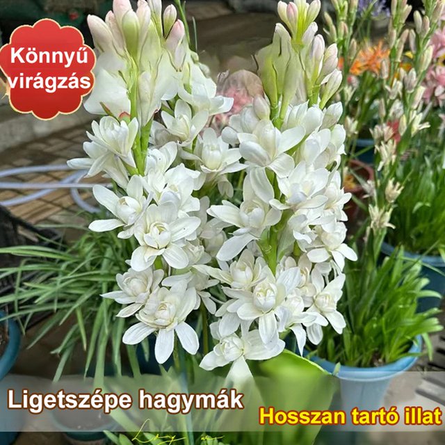 Éjszakai illatú tuberóza hagyma virág