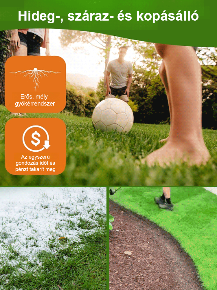 7 napos, gyorsan növő zöld fű egész évben