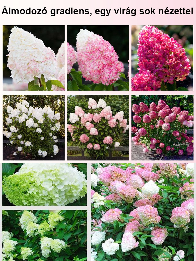 Négy évszakos eper hortenzia magok