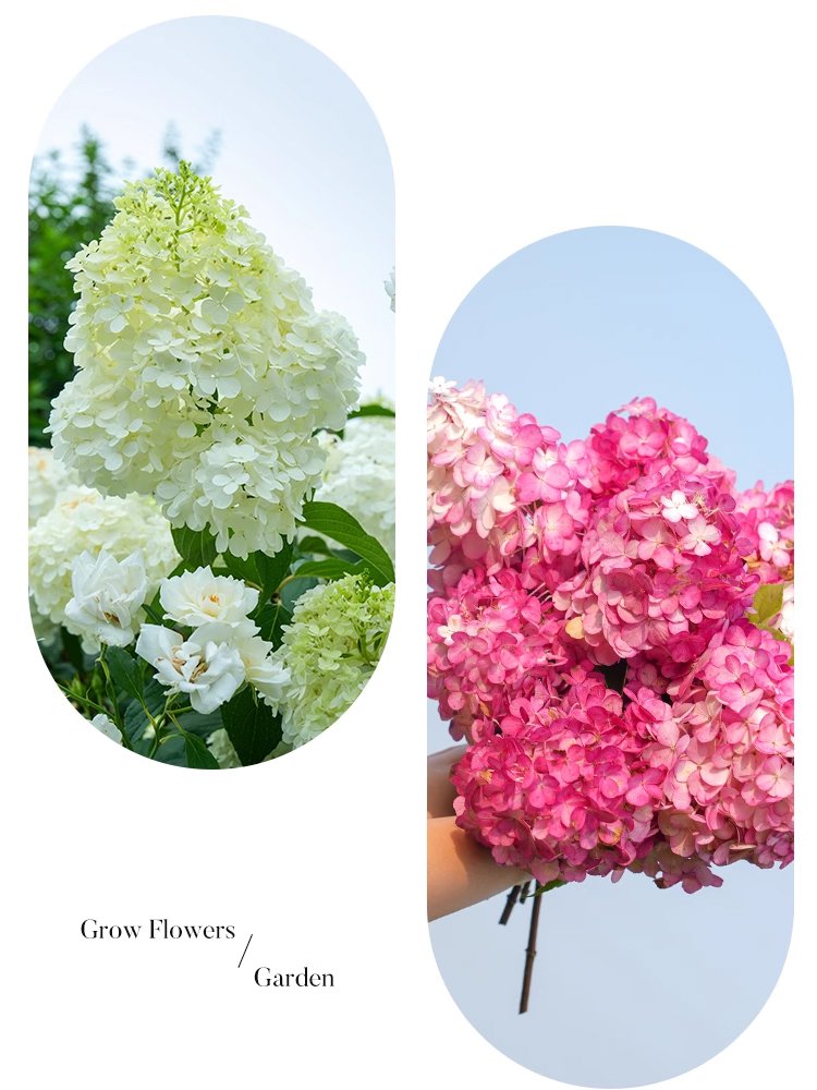 Négy évszakos eper hortenzia magok