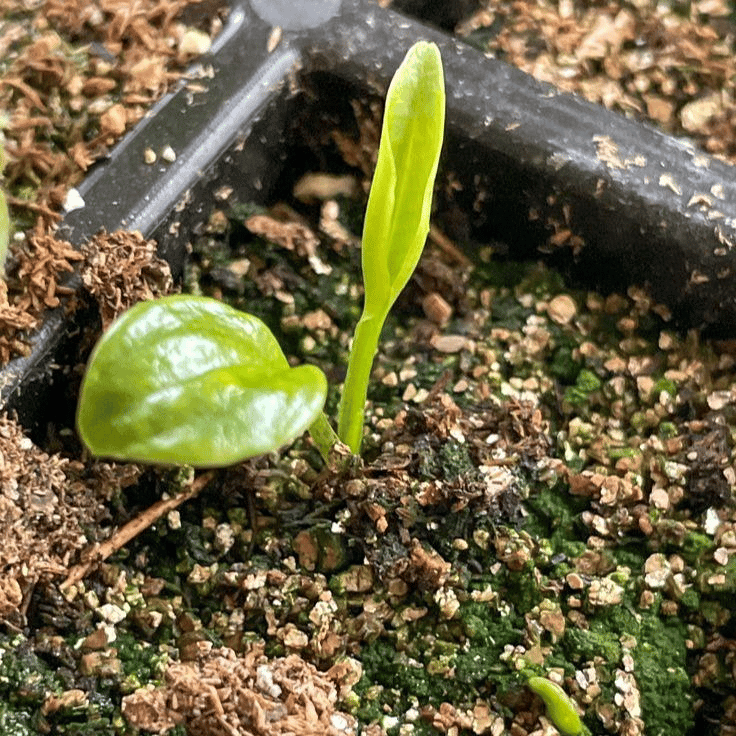🌿 Ritka Hosta hagymák🎁 Különleges ajánlat 2025