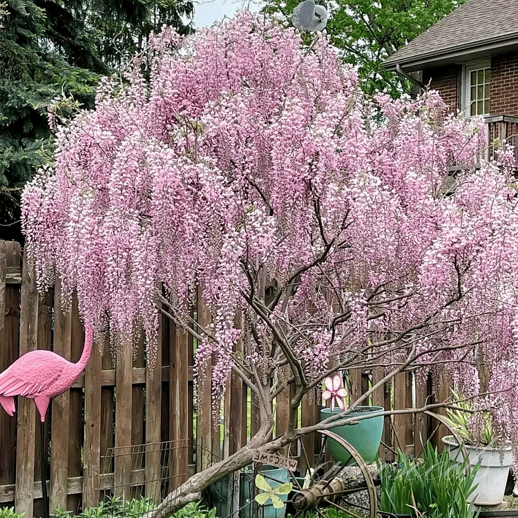 🌸Akácmagok – A kert zuhatagszerű szépsége egész évben💗