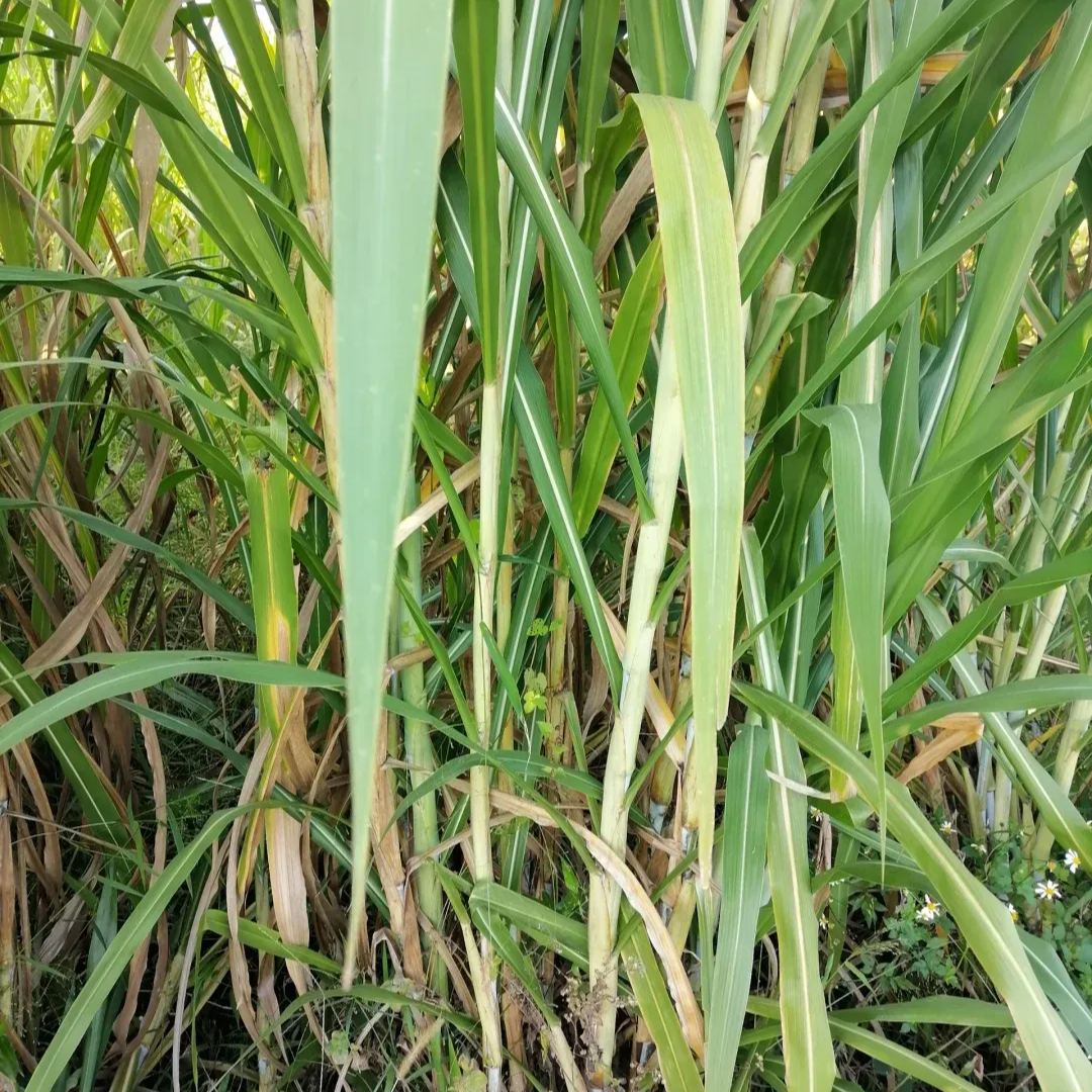 🌿Cirok-szudáni fű hibrid fajta ✅Magas hozamú takarmánymag