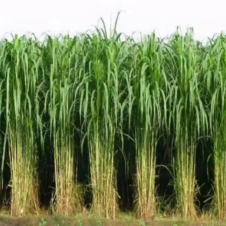 🌿Cirok-szudáni fű hibrid fajta ✅Magas hozamú takarmánymag