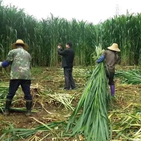 🌿Cirok-szudáni fű hibrid fajta ✅Magas hozamú takarmánymag