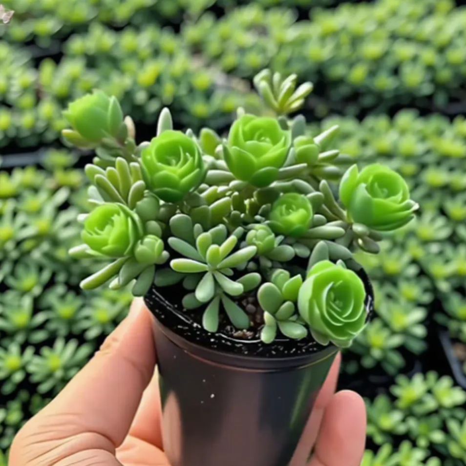 Dupla virágú rózsaszín orchidea hagymák – hidegállóak és illatosak